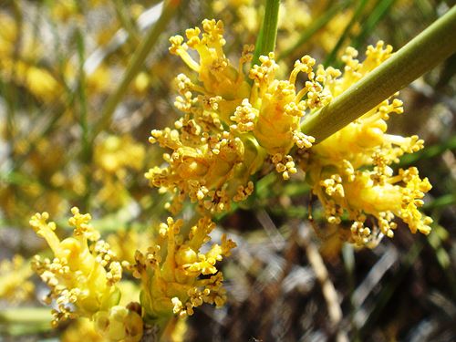 Ephedra aspera